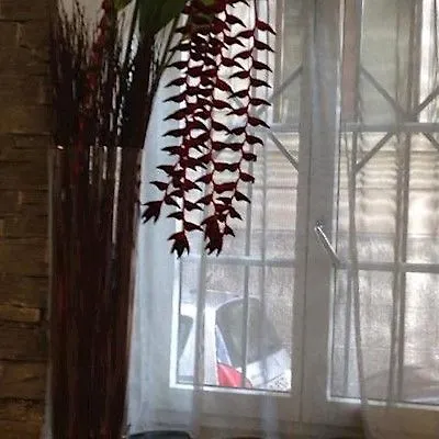 سان جوزيف فندق
